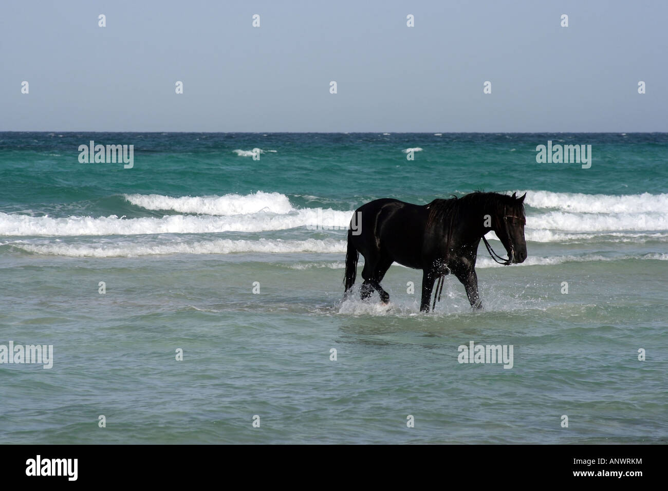 Schwarzes Pferd im Meer am Strand von Djerba, Tunesien. Stockfoto