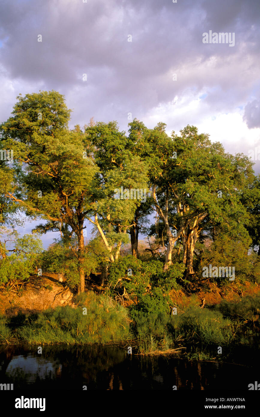 Afrika, Botswana, Chobe National Park. Riverine Wald Lebensraum am Linyanti Fluss entlang Stockfoto