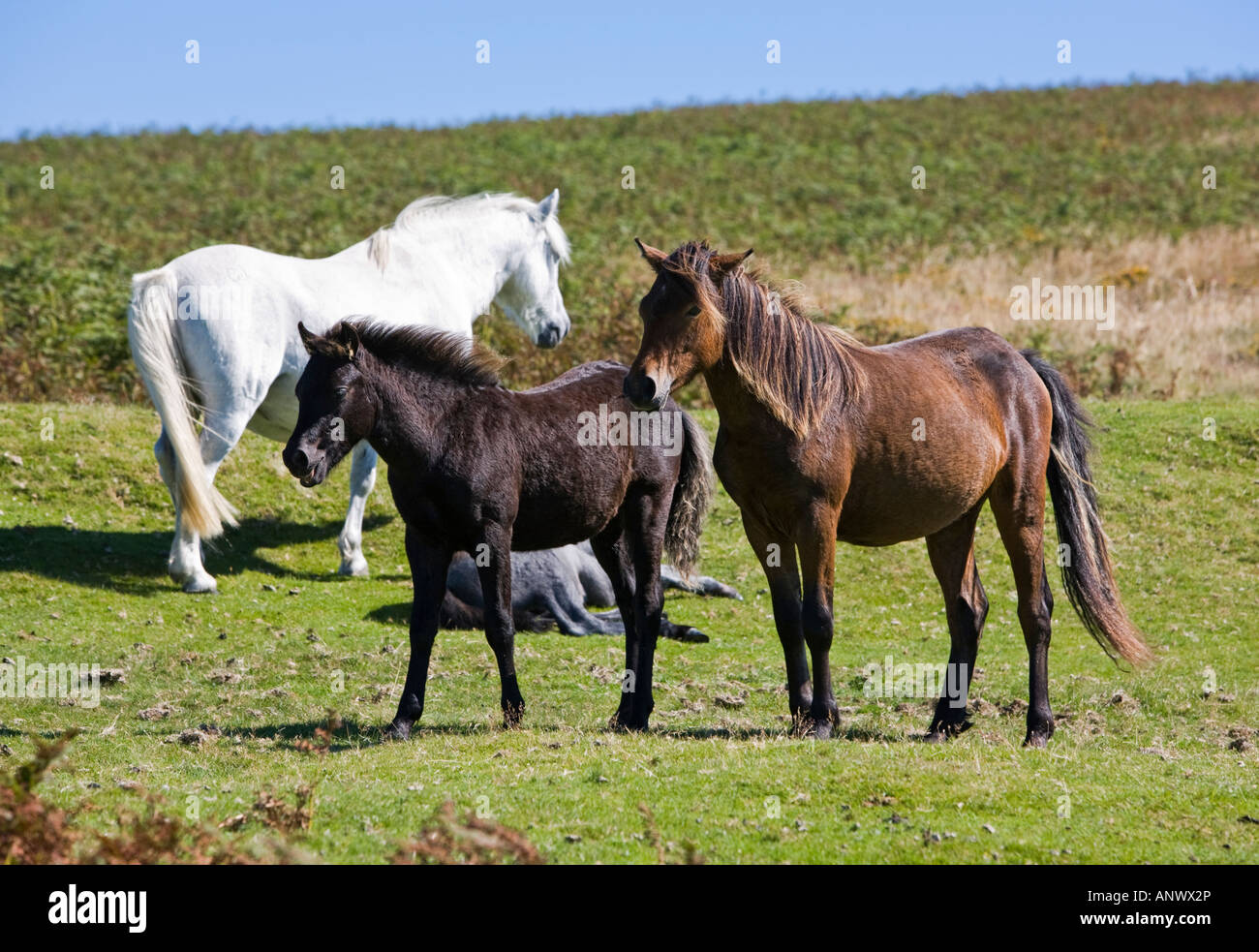 Eine Gruppe von Dartmoor-Ponys im Hochsommer auf Dartmoor, Devon, England, UK Stockfoto