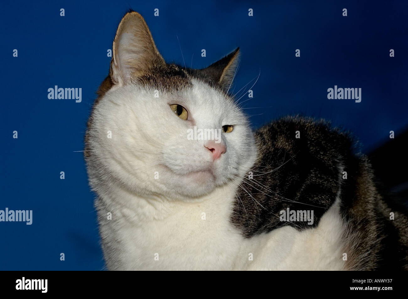 Katze-Moggy Tabby schwarz braun weiße Nacht hocken Stockfoto