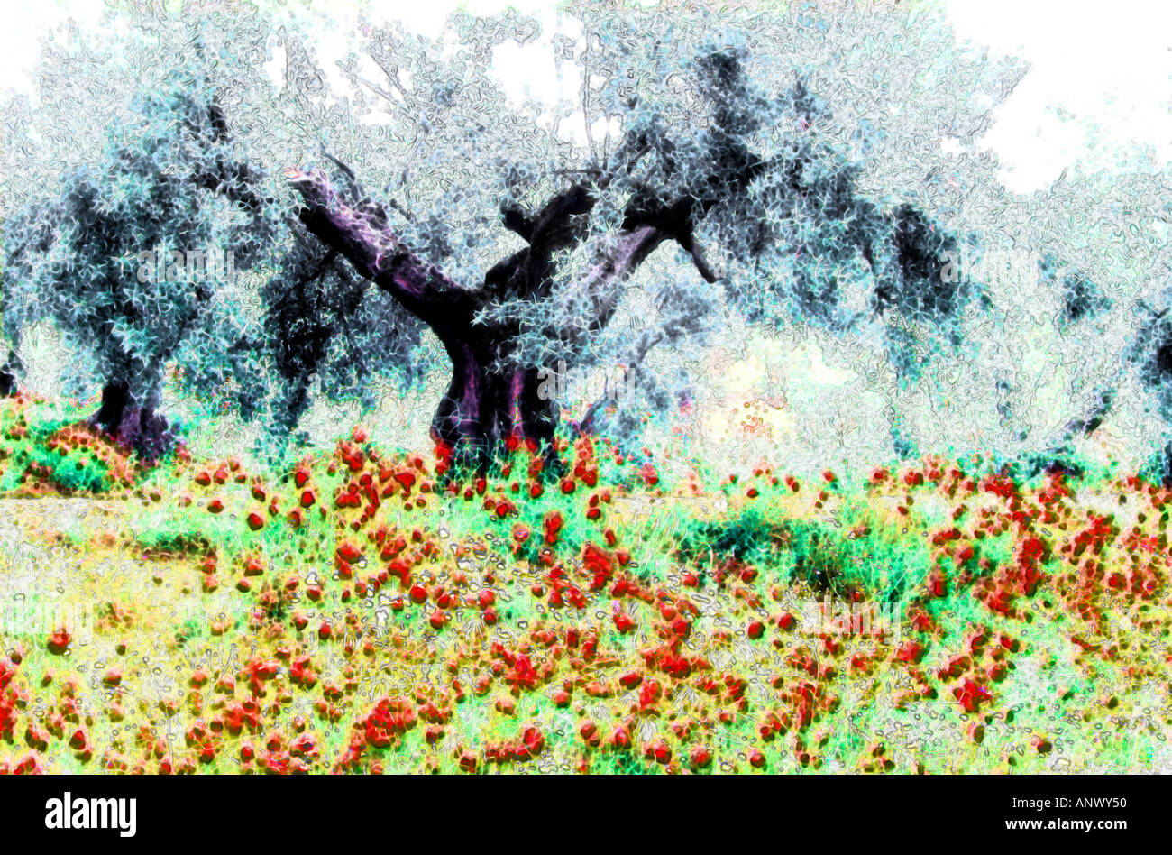 Olivenbaum Foto Illustration Konzept Abstract mit roten Mohnblumen Stockfoto