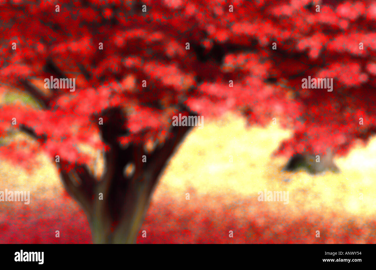 Bäume im Wald Herbst Abfallzeit golden braun gelb Teppich aus Blättern Lake District England uk abstrakte Wirkung Bewegung verwischt Stockfoto