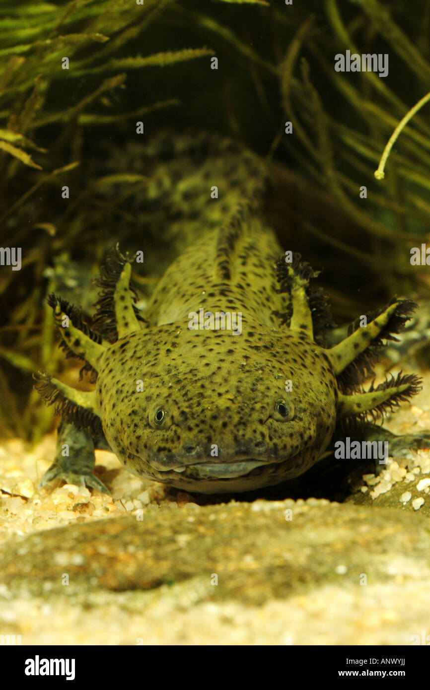 Axolotl (Z.B. geschieht), portrait Stockfoto