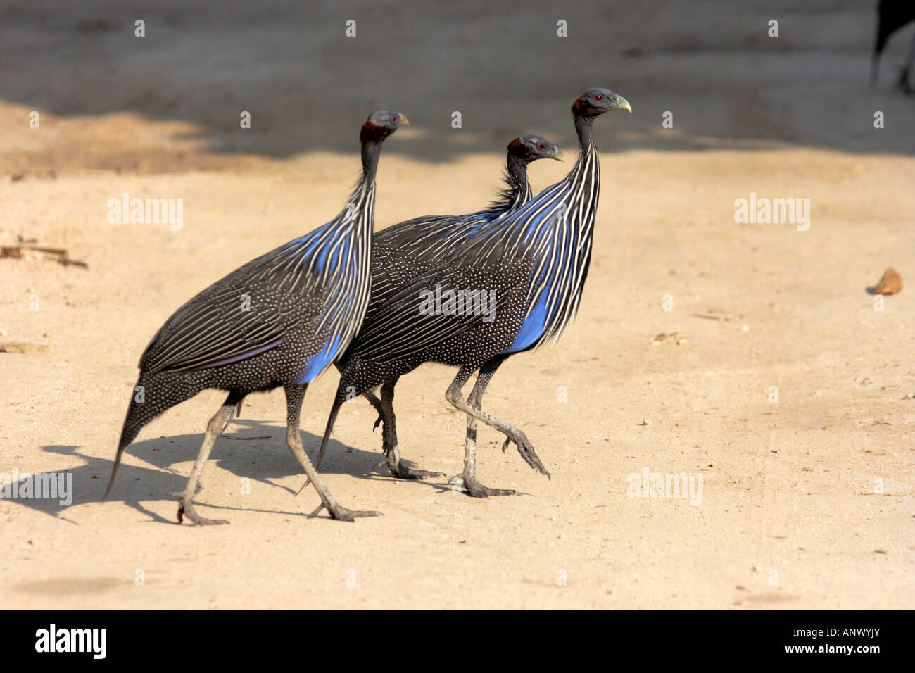 vulturine Perlhühner (Acryllium Vulturinum), drei Personen zu Fuß Throug sand Stockfoto
