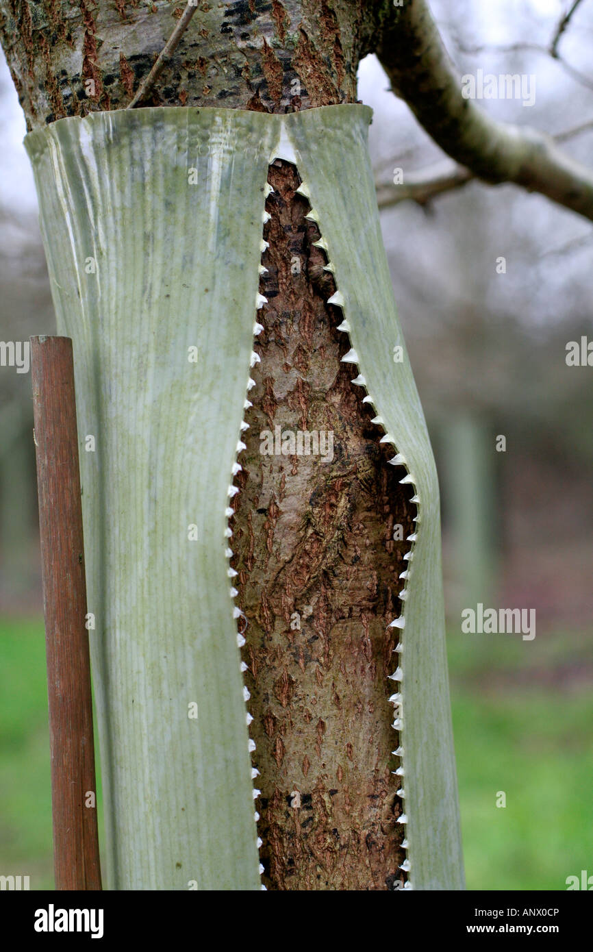 LaterTubex-Baum-Röhren haben eine gelaserte Schwachstelle die Pausen als Baum Umfang zur Vermeidung eines Schadens an den Stamm erhöht Stockfoto