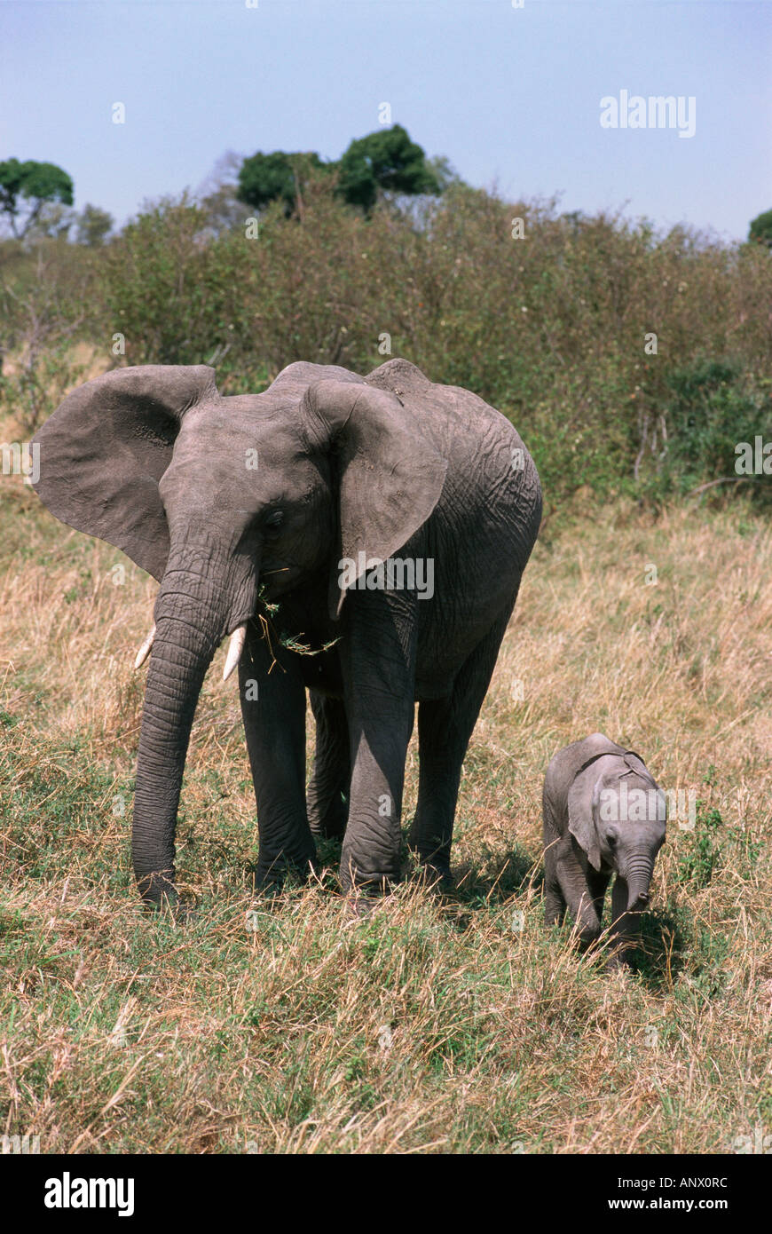 Afrikanischer Elefant (Loxodonta Africana) Kuh und Kalb.  Masai Mara National Reserve, Kenia.  Original: 35mm Transparenz. Stockfoto