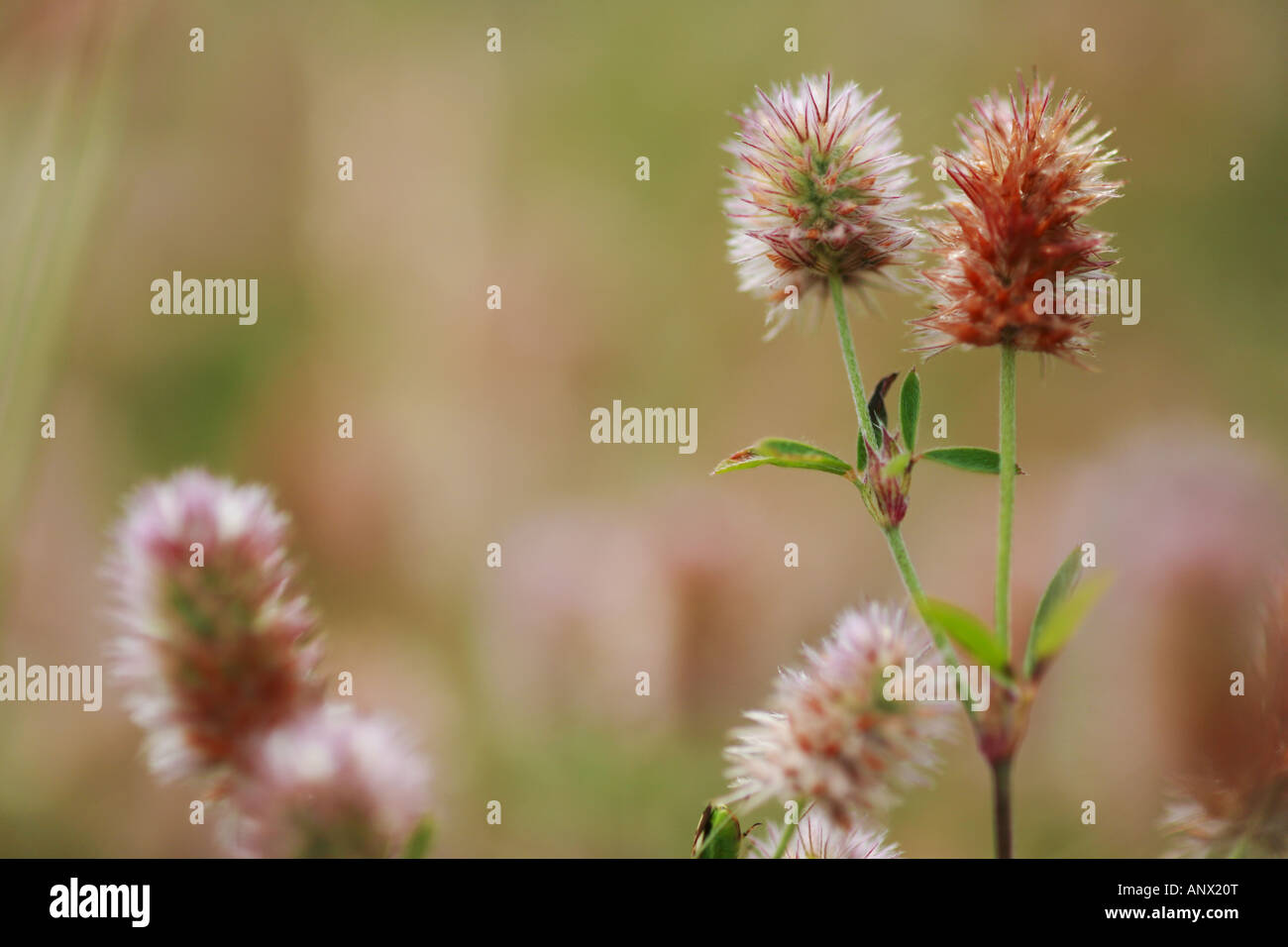 Kaninchen – Fuß Klee, Stein Klee, Hares-Fuß-Klee (Trifolium Arvense), Blütenstände, Deutschland, Sachsen Stockfoto