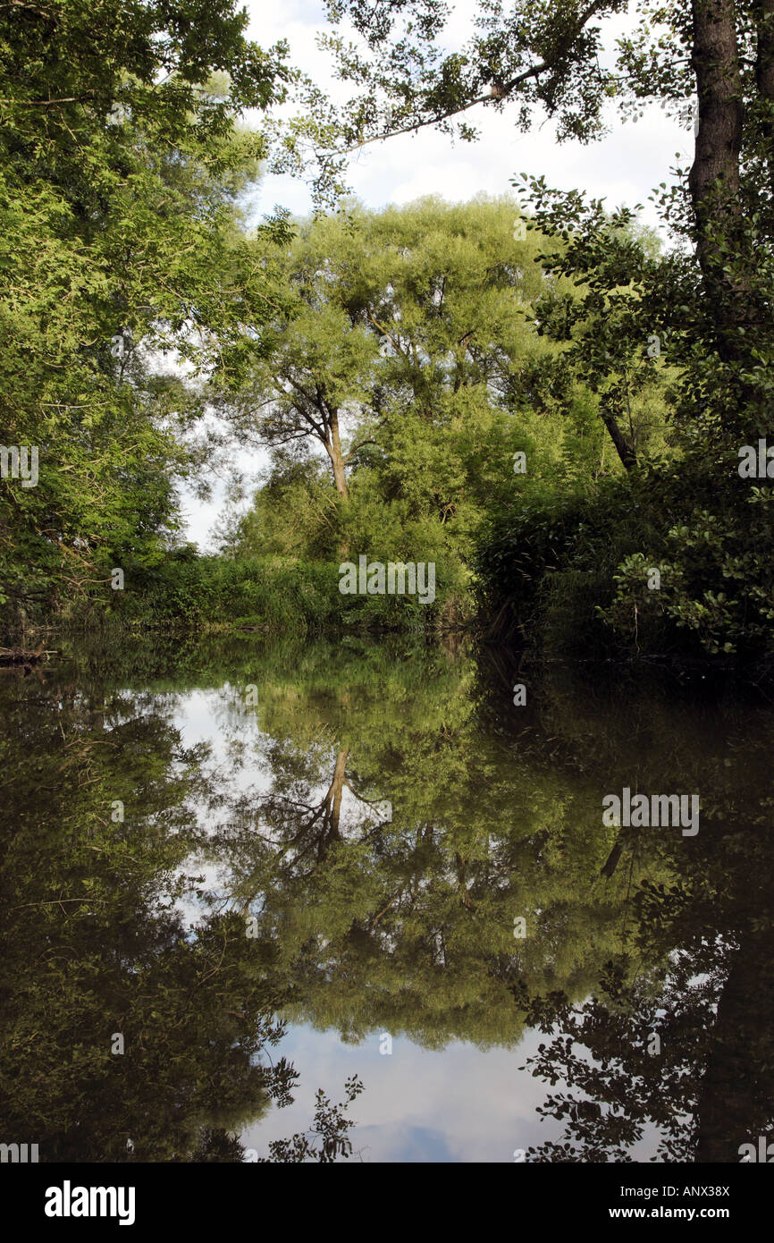 Silberweide (Salix Alba), in der Reflexion eines kleinen Flusses biegen, Deutschland, Bayern Stockfoto