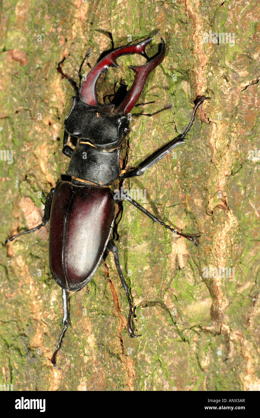 Hirschkäfer, Europäische Hirschkäfer (Lucanus Cervus), großer Mann auf einen Eichenstamm, Austria, Neusiedler See schwimmenden Saft zu trinken Stockfoto