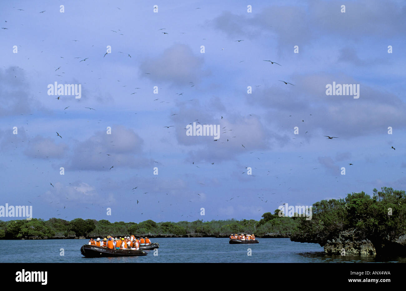 Afrika, Seychellen, Aldabra Lagune. Lesserfrigate Kolonie (Fregata Ariel) Stockfoto