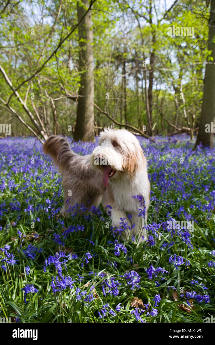 Bearded Collie in Bluebell woods Stockfoto