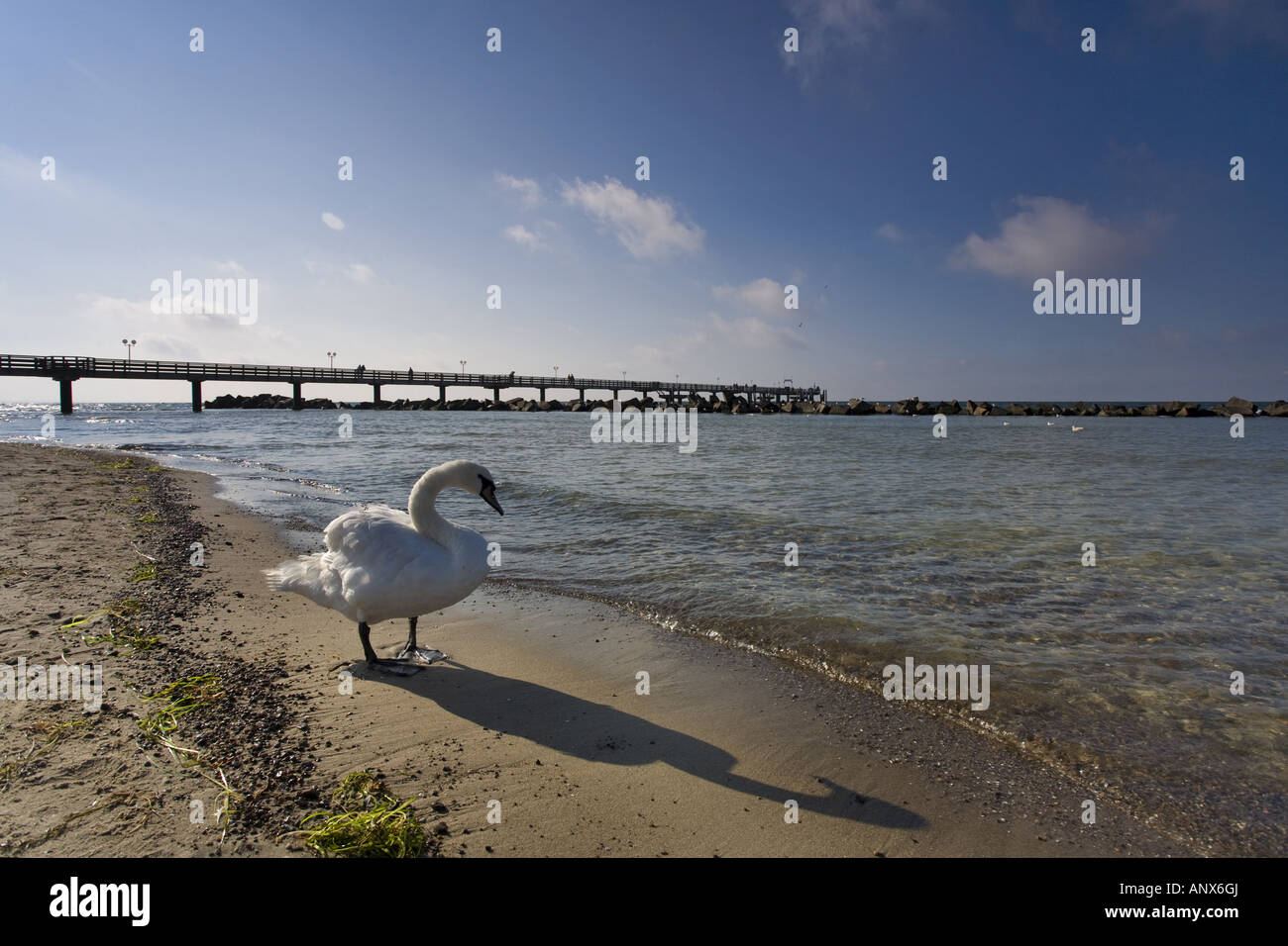 Höckerschwan (Cygnus Olor), swan an der Küste des baltischen Meeres im Abendlicht, Deutschland, Mecklenburg-Vorpommern, Ostsee-S Stockfoto