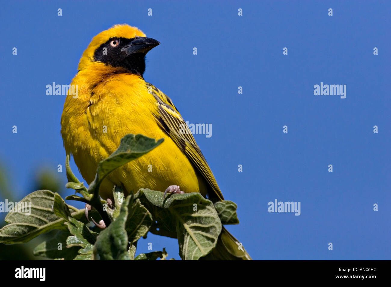 Afrika, Tansania, Speke Weber (Ploceus Spekei) Stockfoto