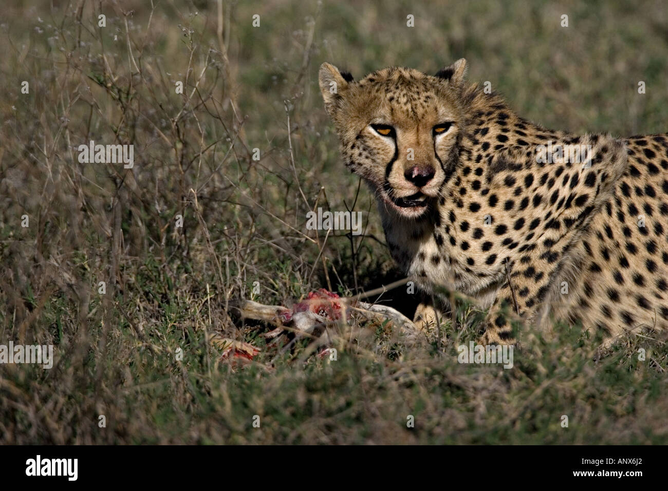Afrika, Tansania, Cheetah (Acinonyx Jubatus) mit seiner Beute, einem Thomson es gazelle Stockfoto
