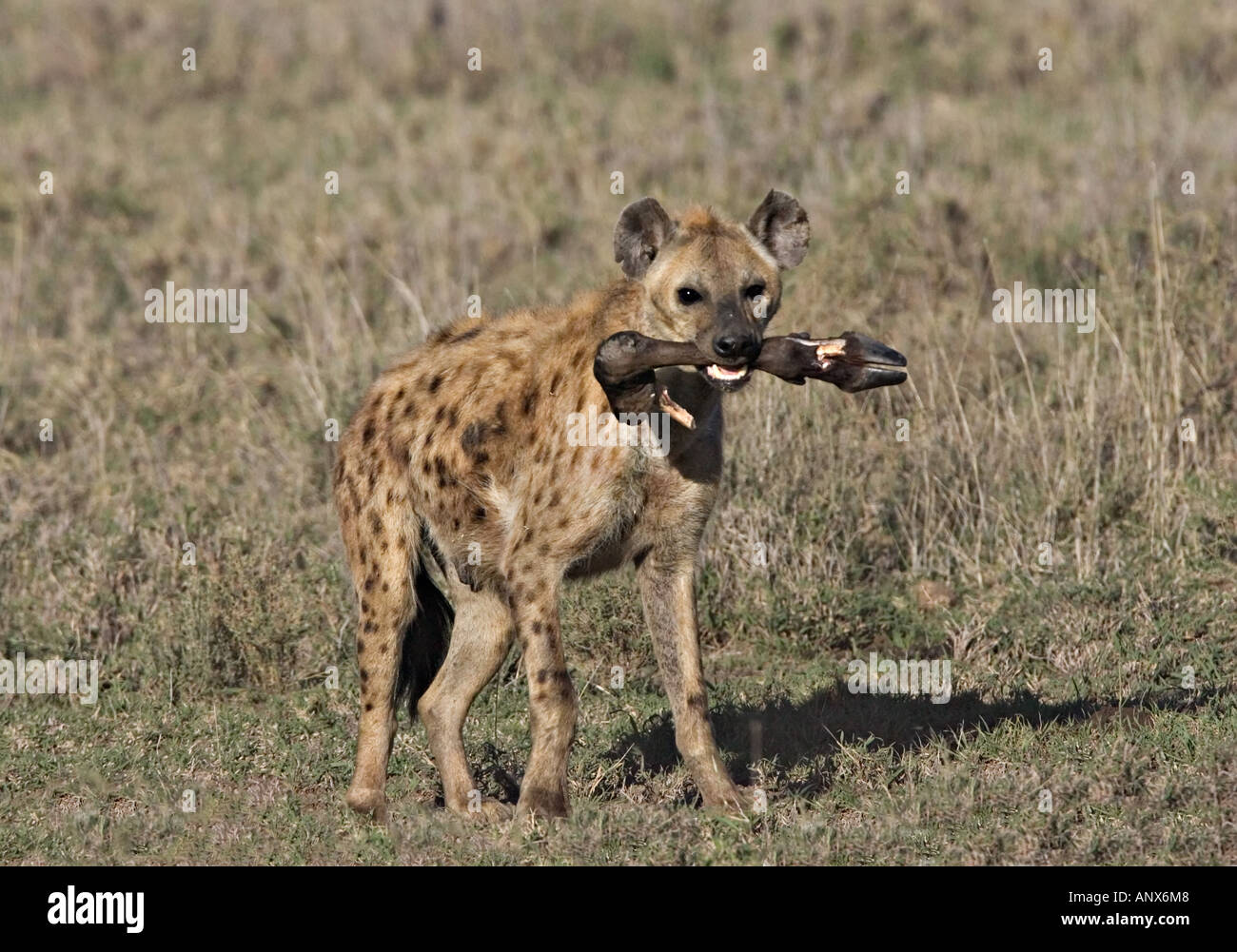 Afrika, Tansania, gefleckte Hyänen (Crocuta Crocuta) mit Bein ein Gnus Stockfoto