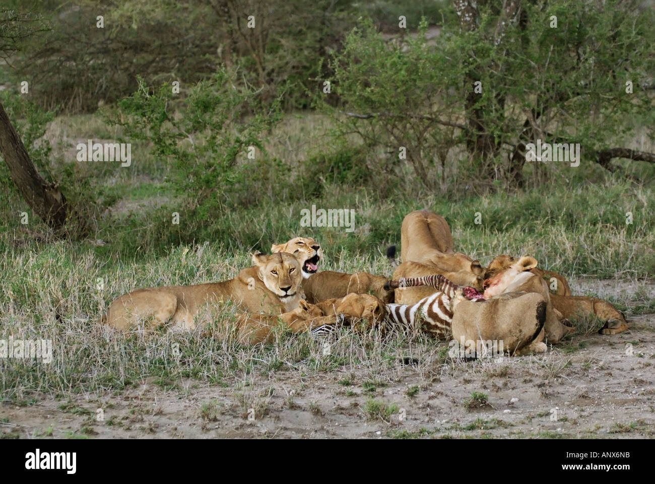 Afrika, Tansania, Löwen (Panthera Leo) an ein Zebra töten Stockfoto