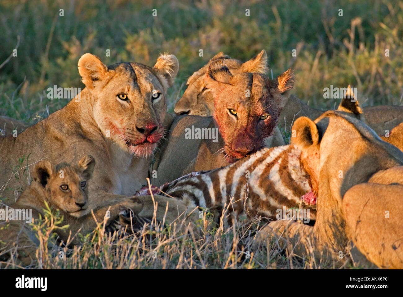 Afrika, Tansania, Löwen (Panthera Leo) Fütterung auf ein Zebra töten Stockfoto