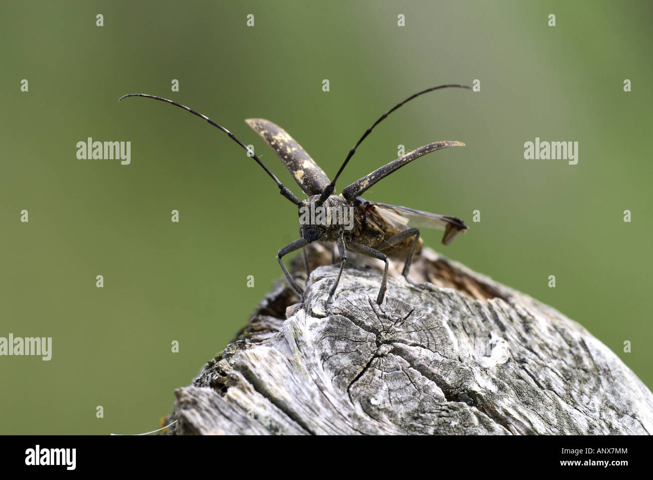Kiefer-Sawyer-Käfer (Monochamus Galloprovincialis) auf abgestorbenem Holz, Deutschland Stockfoto