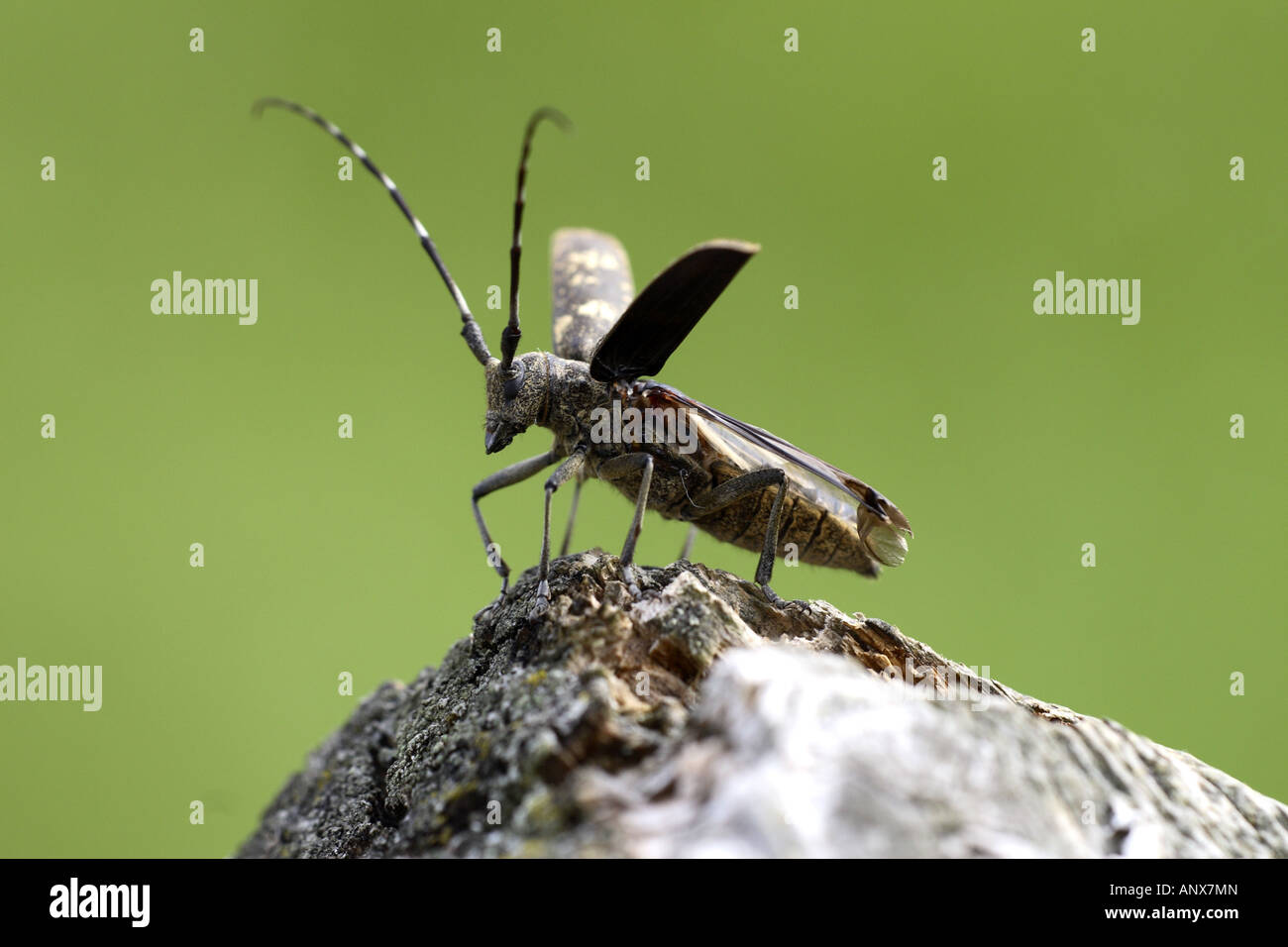 Kiefer-Sawyer-Käfer (Monochamus Galloprovincialis) auf abgestorbenem Holz, Deutschland Stockfoto