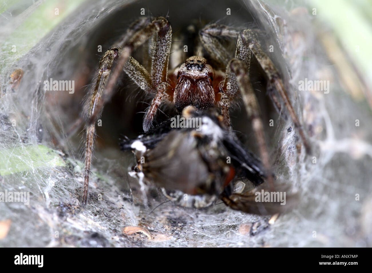 Gräser Trichter-Weber, Labyrinth Spider (Agelena Labyrinthica), mit Beute, Deutschland Stockfoto