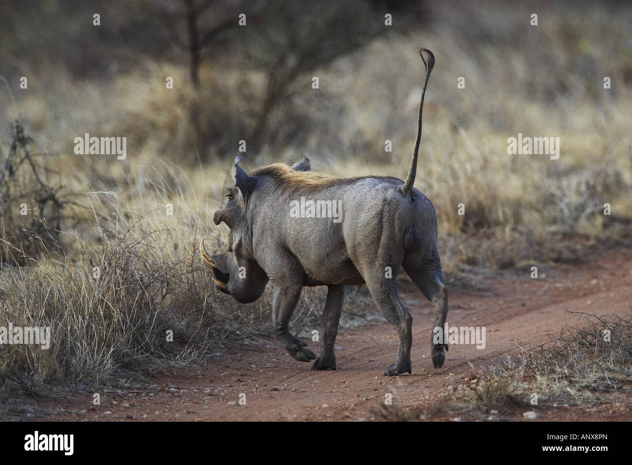 gemeinsamen Warzenschwein, Savanne Warzenschwein (Phacochoerus Africanus), männliche Kreuzung Staub Road, Kenya, Samburu National Reserve, Isiolo Stockfoto