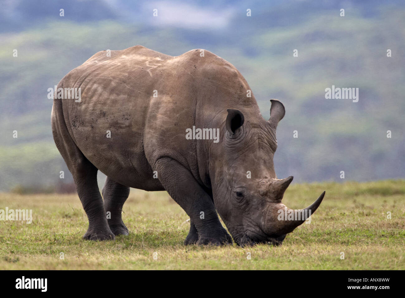 Breitmaulnashorn, Quadrat-lippige Nashorn Rhinoceros (Ceratotherium Simum), Weiden, Kenia, Solio Ranch, Nanyuki grass Stockfoto