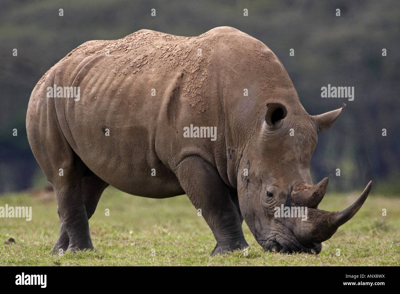 Breitmaulnashorn, Quadrat-lippige Nashorn Rhinoceros (Ceratotherium Simum), Weiden, Kenia, Solio Ranch, Nanyuki grass Stockfoto