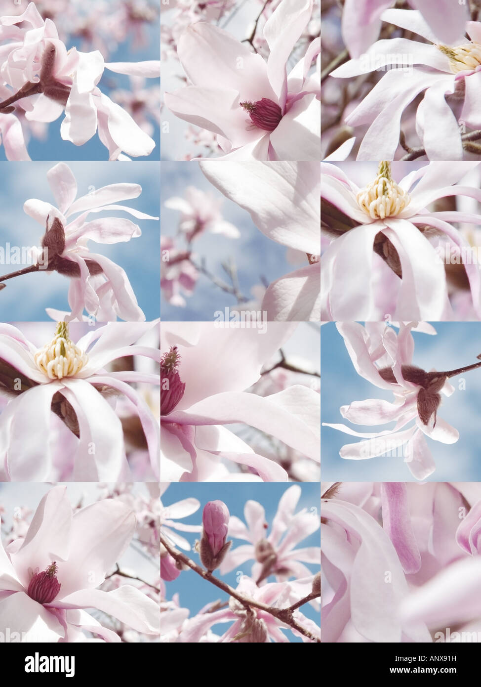 Magnolia Blumen Schritt und wiederholte Design-Foto-Darstellung Stockfoto