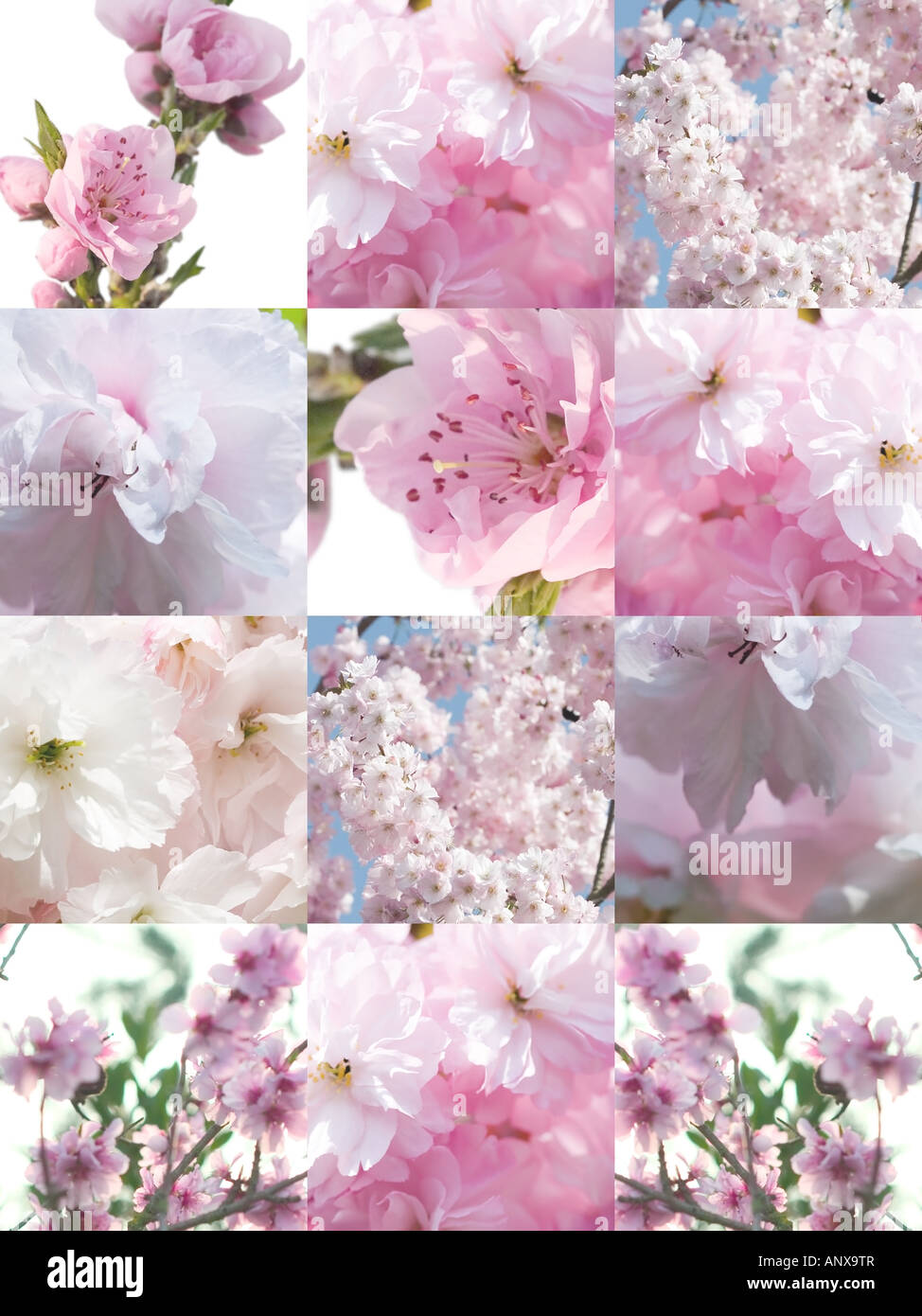 Eine Vielzahl von Blüten - Schritt und wiederholen Sie Illustration Fotodesign Stockfoto