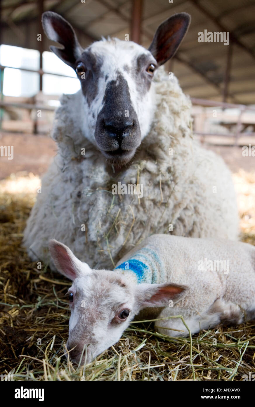 Schaf und Lamm im Frühjahr Stockfoto