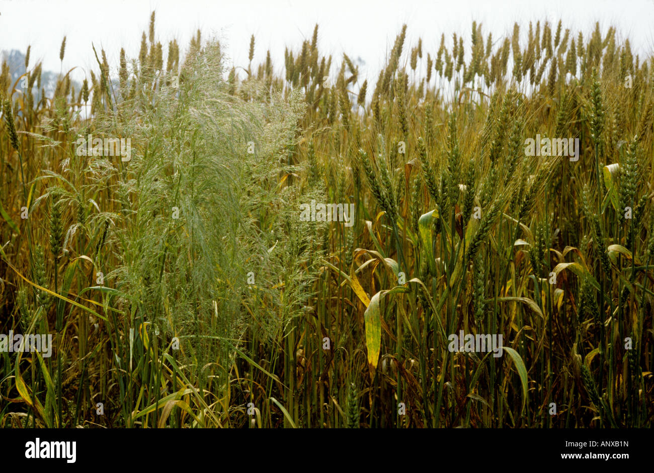 Seidige gebogenen Apera Spica Venti jährliche landwirtschaftliche Ungras Reifung Weizenernte Stockfoto