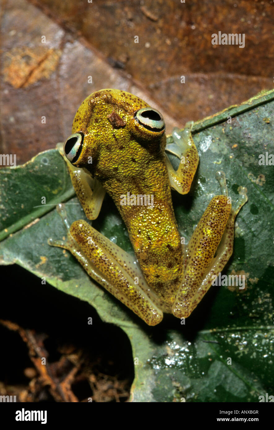 Laubfrosch Hyla sp im Amazonas-Regenwald 60 Meilen südlich von Iquitos Peru Stockfoto