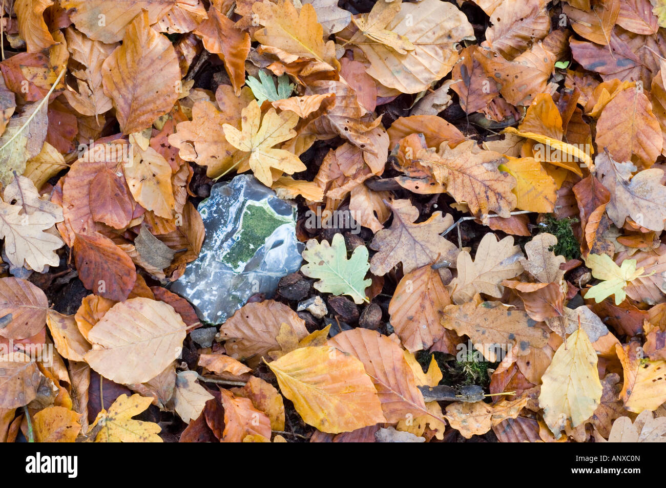 Herbstlaub und Feuerstein Stockfoto