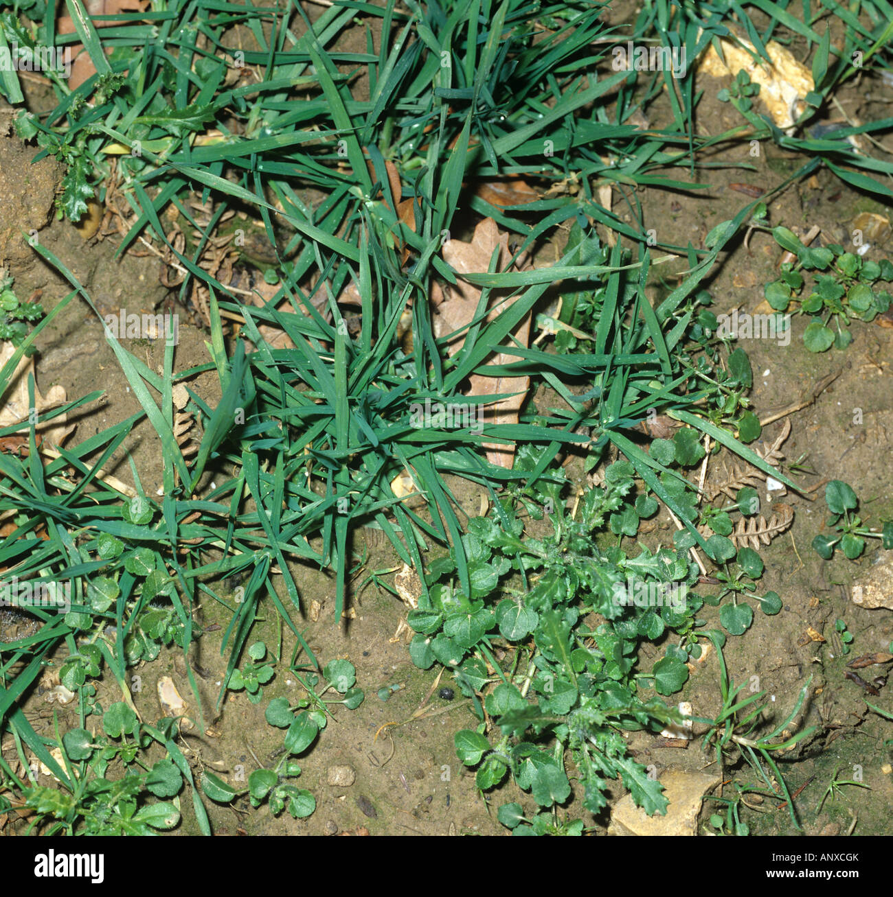Jährliche landwirtschaftliche breite Grünblättrige Unkraut und Wiese Rasen in einer jungen Weizenernte Stockfoto