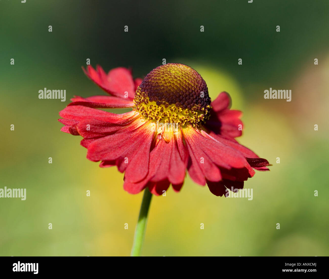 HELENIUM-Blume Stockfoto