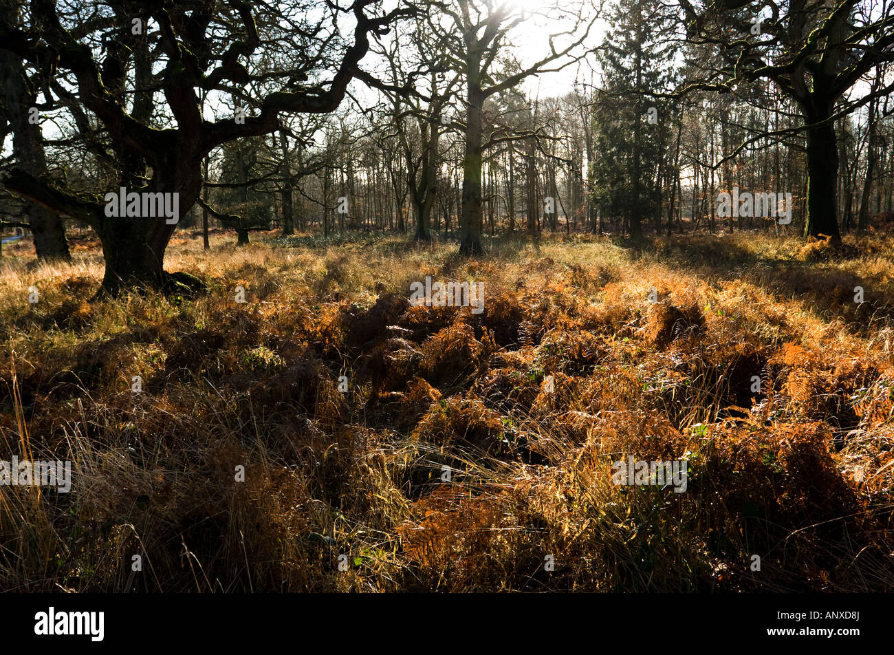 Contre-Jour-Bild in ein Eichenwälder auf dem Gelände des Blenheim Palace, Woodstock, Oxfordshire, Vereinigtes Königreich. Stockfoto