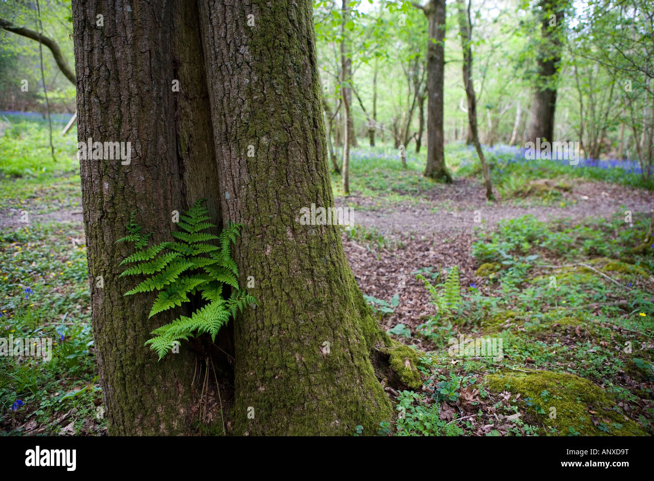 Farn wächst in einem Baumstamm in einem englischsprachigen Wald im Frühjahr Stockfoto
