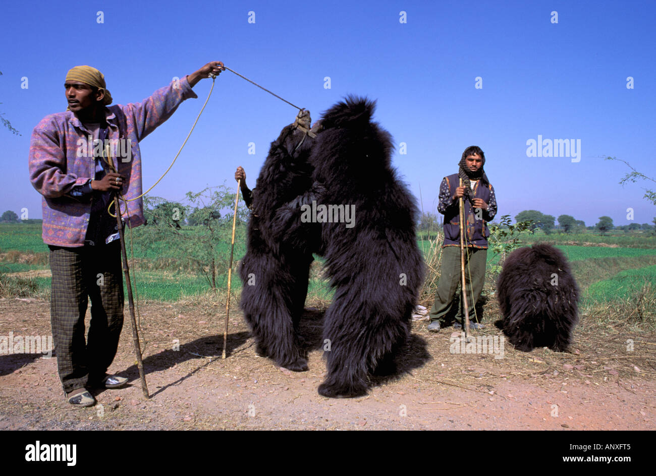 Asien, Indien, Agra. Lippenbären (Melursus Ursinus) tanzen für Touristen Stockfoto