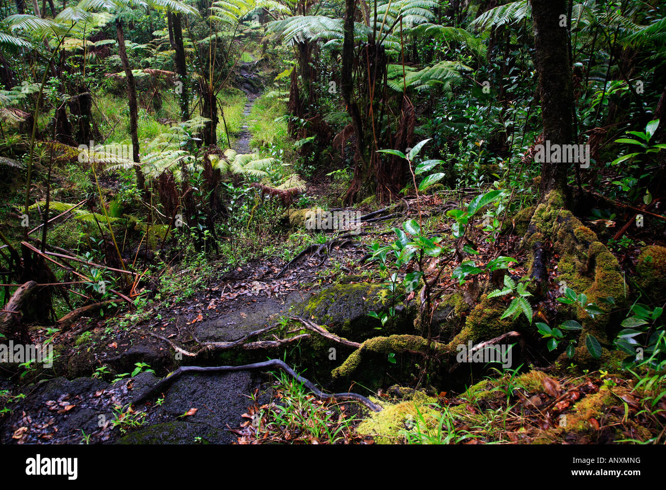 Weg durch dichten Regenwald auf Hawaii Stockfoto