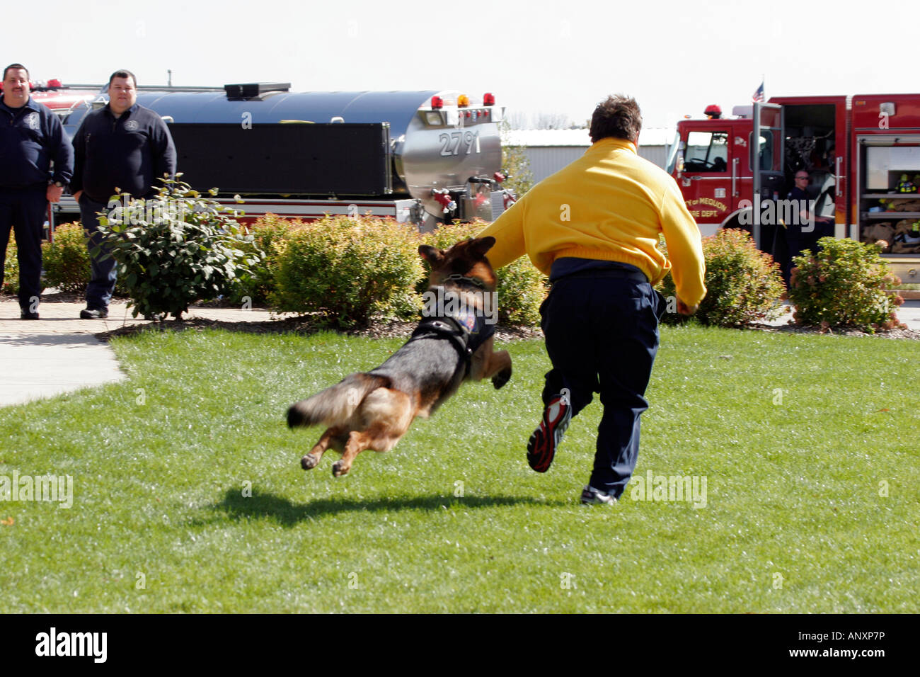 Ein Angriff auf einen Verdächtigen weglaufen bei der Szene als Polizei-Abteilung Demonstration Deutscher Schäferhund Stockfoto