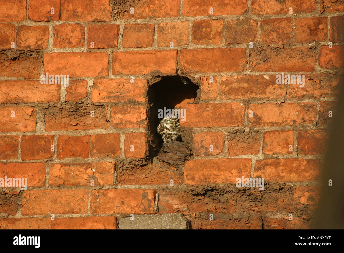 Steinkauz sitzen ruht in Loch in alte Mauer. Stockfoto