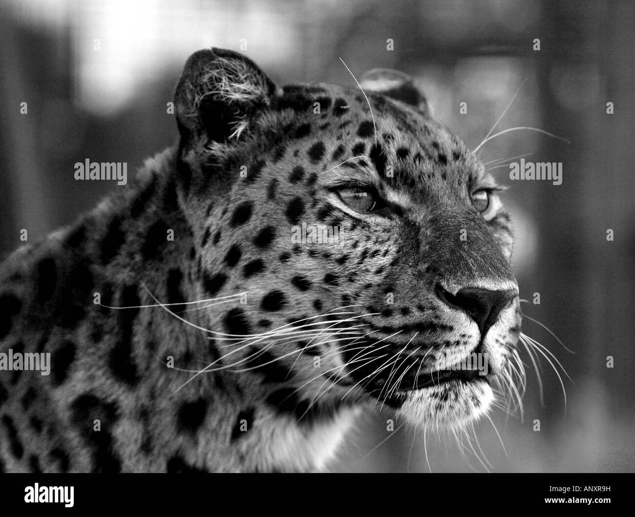 Amur-Leopard in schwarz und weiß mit farbigen Augen Stockfoto