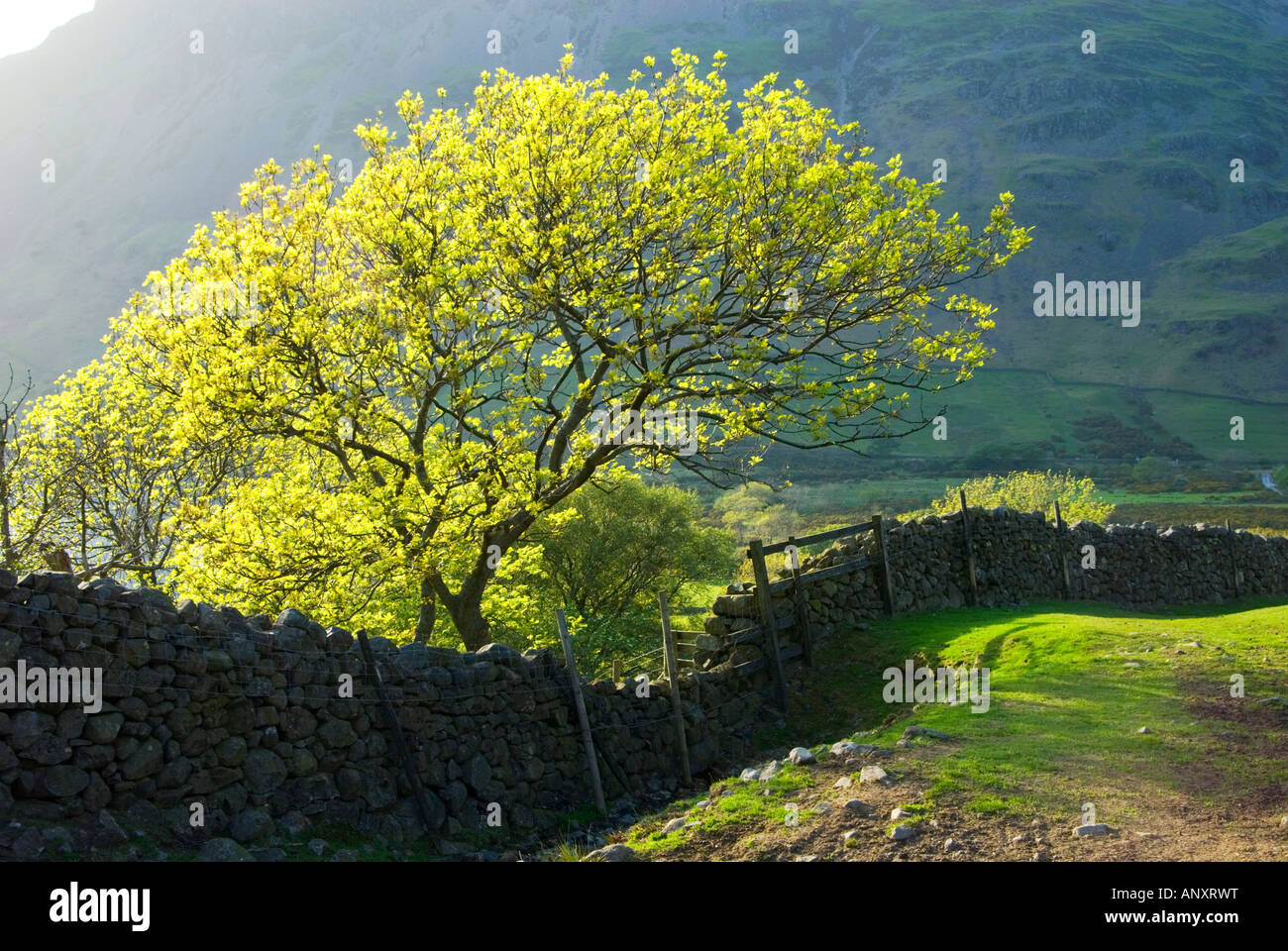 Bergweg mit Steinmauer und Baum mit Blick auf Tal Stockfoto