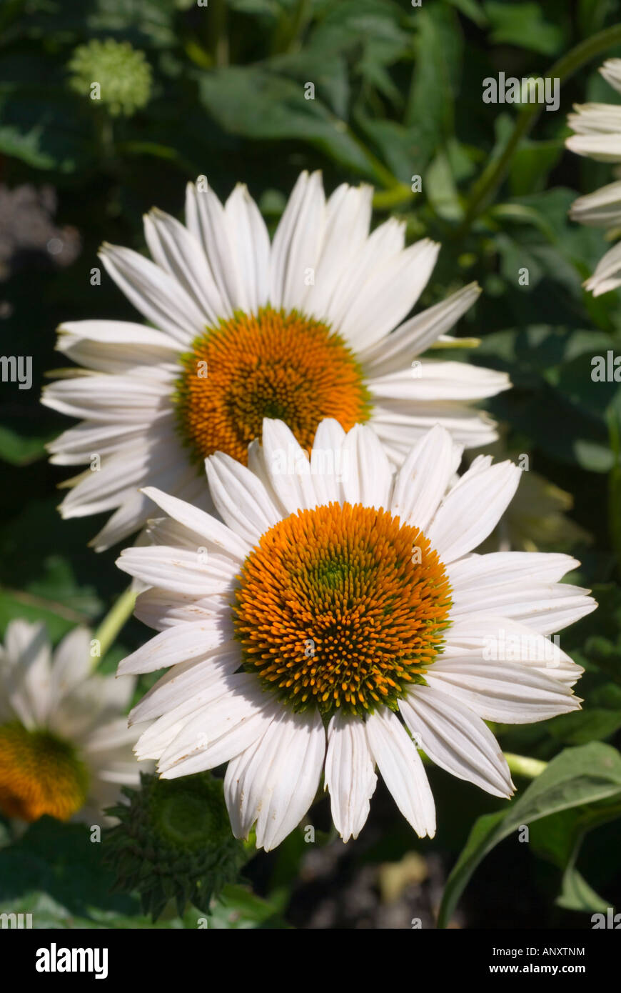 Echinacea Purpurea "Duftende Engel" weißen Sonnenhut, mehrjährige Daisy wie Blumen Kräuter Heilpflanzen Stockfoto