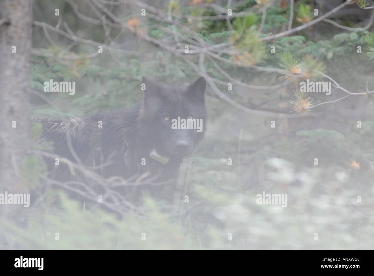 Schwarzer Wolf 22 Stockfoto