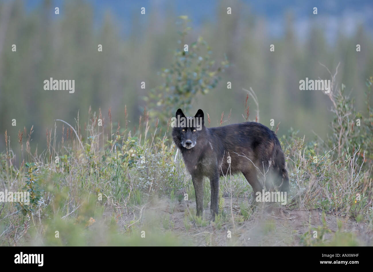 Black Wolf stehend Blickkontakt Stockfoto