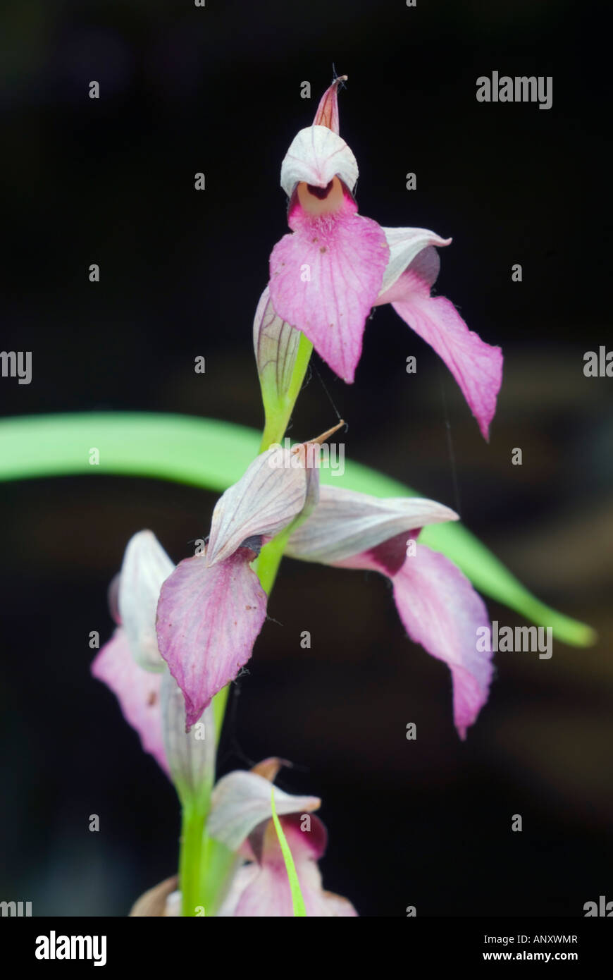 Serapias Lingua (Zunge Orchideen) in voller Blüte Nahaufnahme zeigt große rosa Lippen und mehrere Blumen Stockfoto