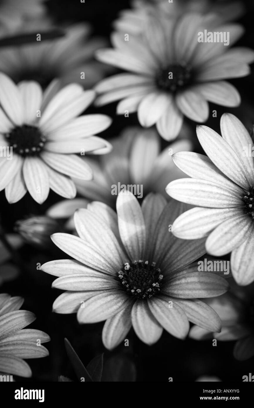 Schwarz / weiß Bild von Osteospermum "Cape Daisy" Stockfoto