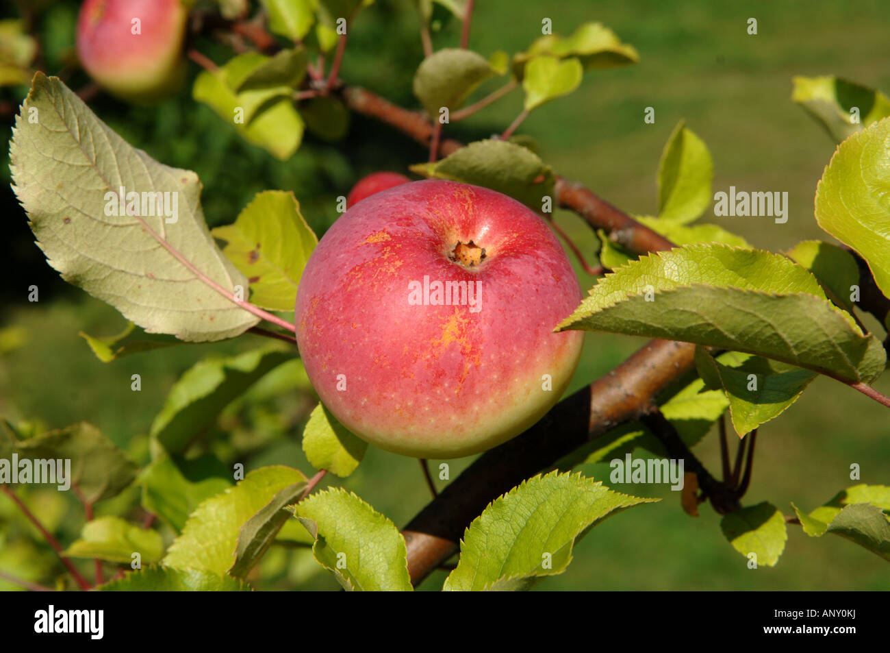 Äpfel am Baum Szur Polen 22 08 2007 Stockfoto