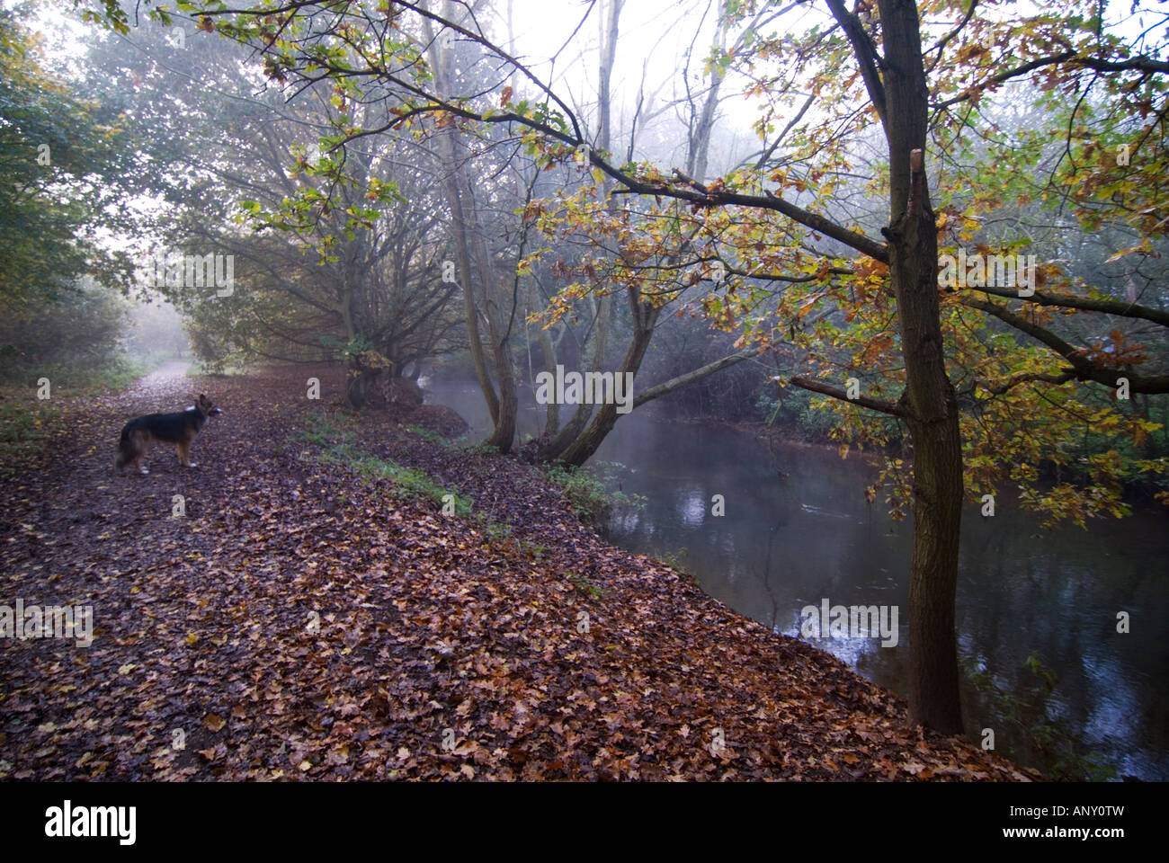 Ein Hund stehend an den Ufern des Rivere Blackwater an einem nebligen Herbstmorgen Stockfoto